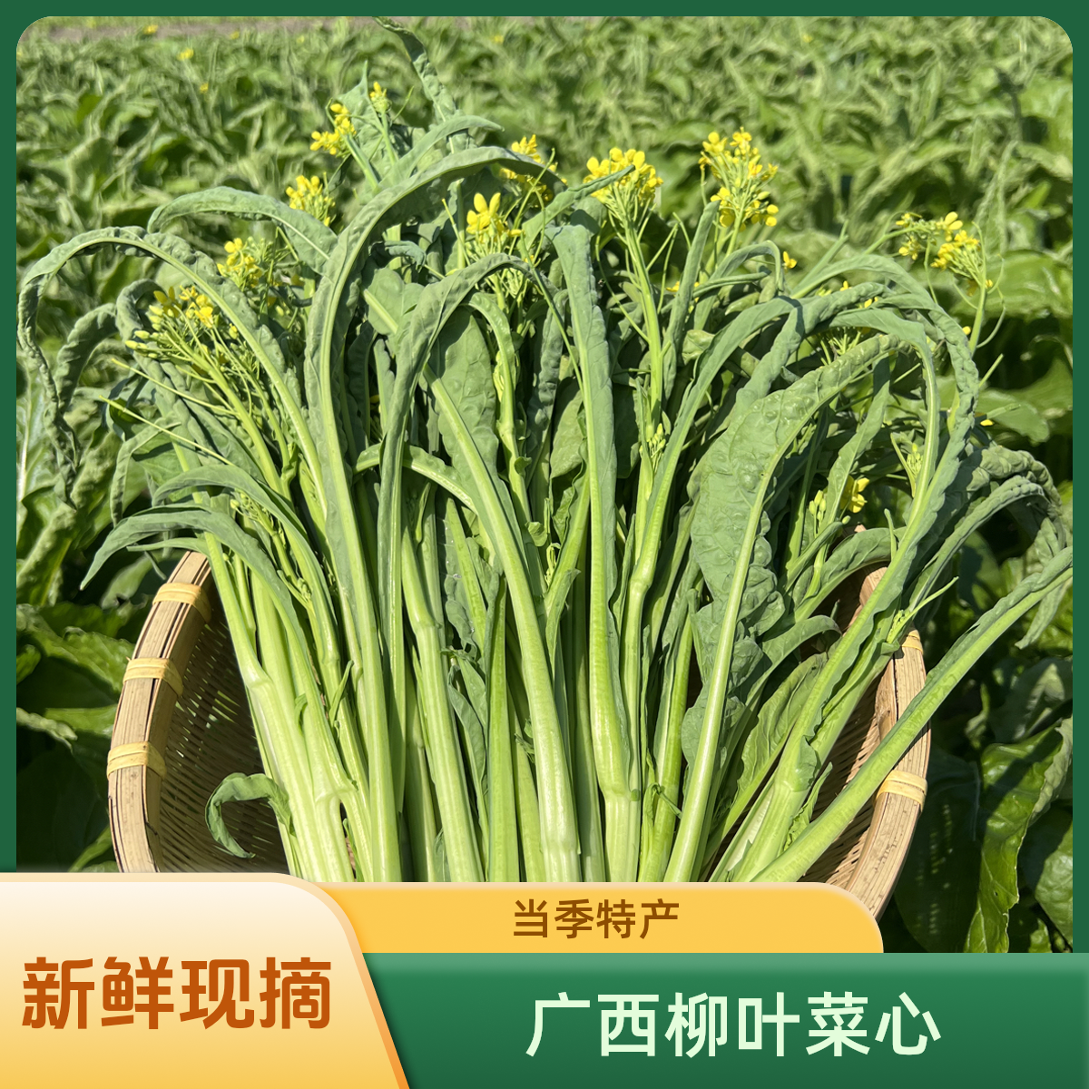 广西桂林新鲜现摘柳叶菜心当季特色蔬菜