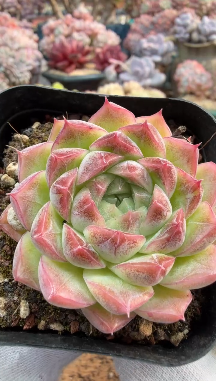 东云多肉园二店-522