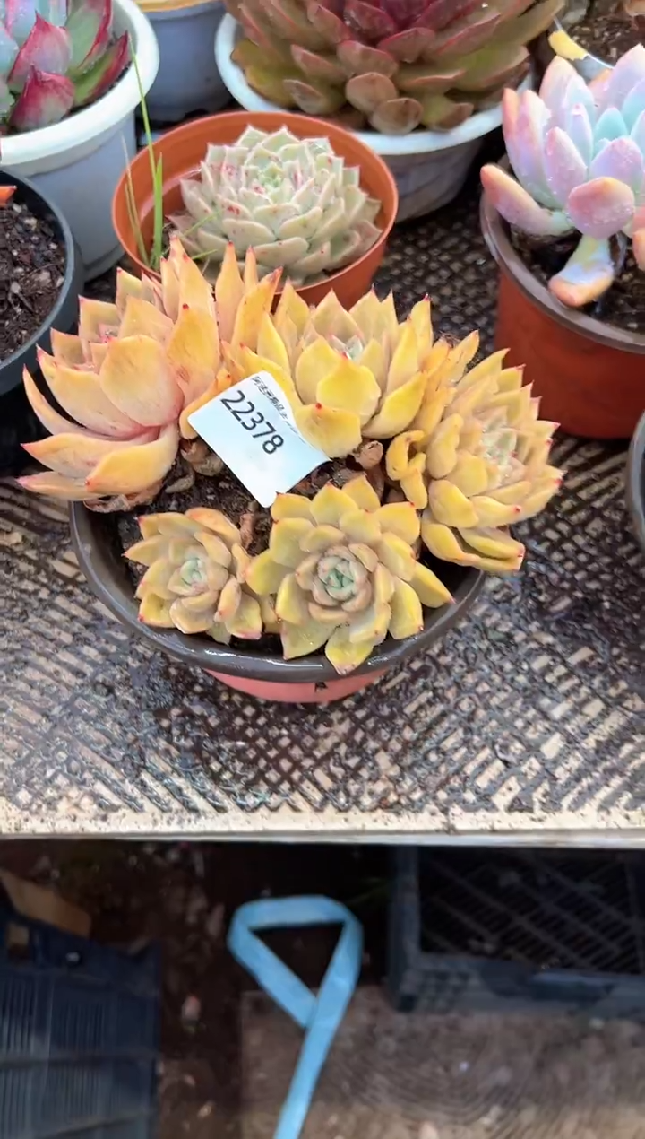 翡***?多肉植物一物一拍22378