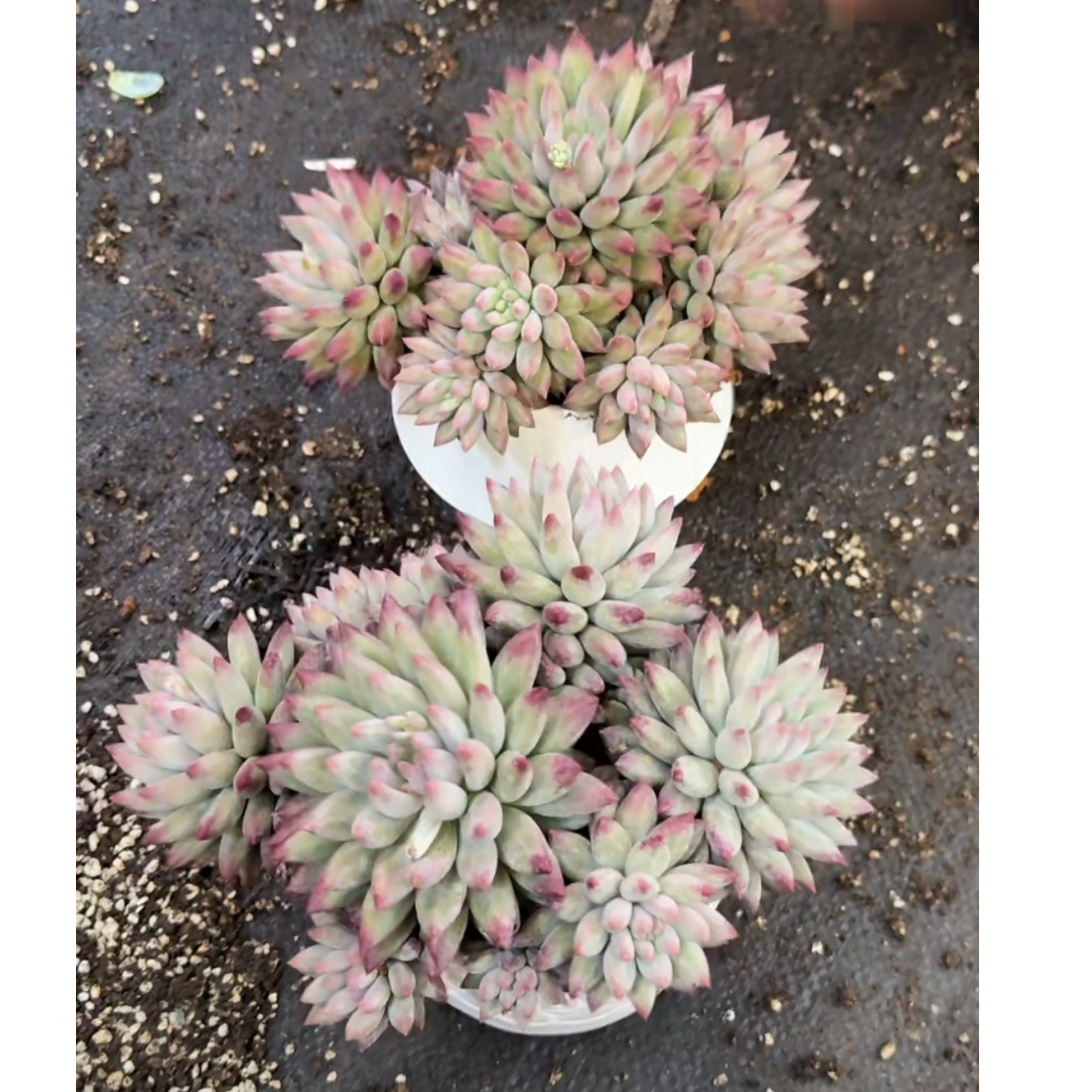 植迷园艺多肉植物12月29日绿体虞美人