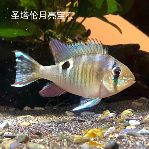 小型热带观赏鱼 鲷科鱼 圣塔伦月亮宝石 性情温和混养好养易活