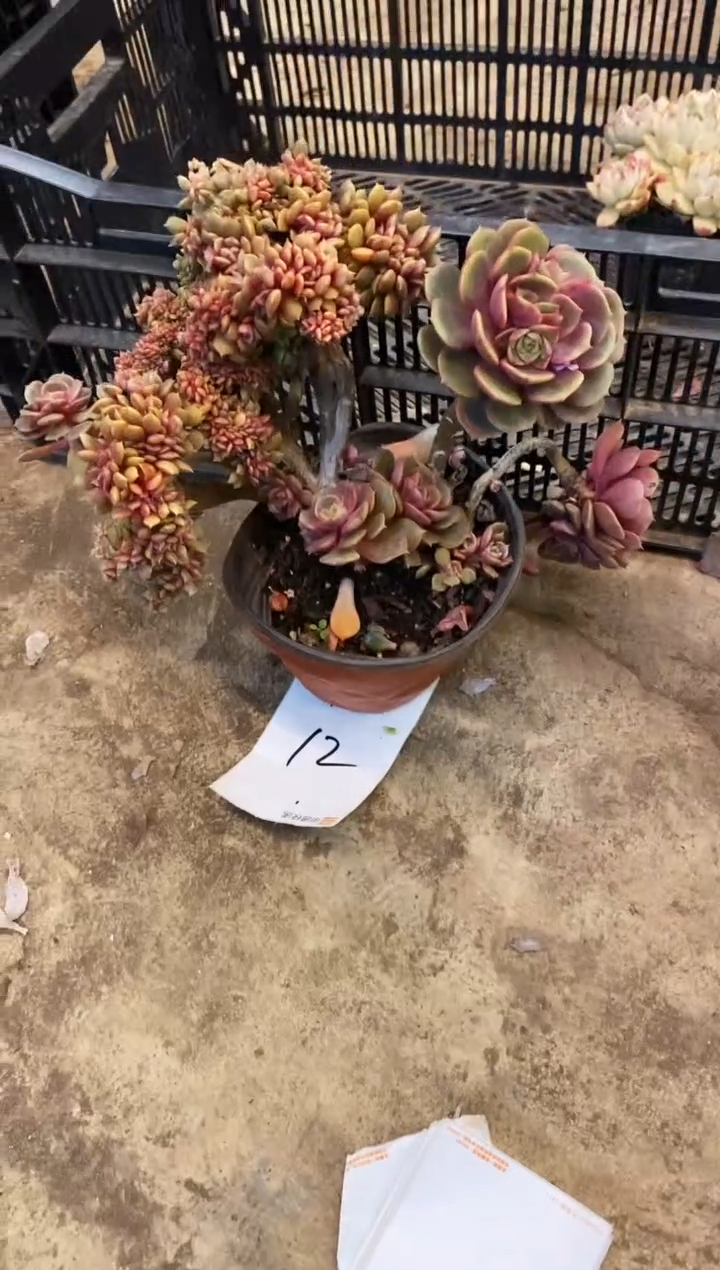 【闪购商品】12号大红袍￥46