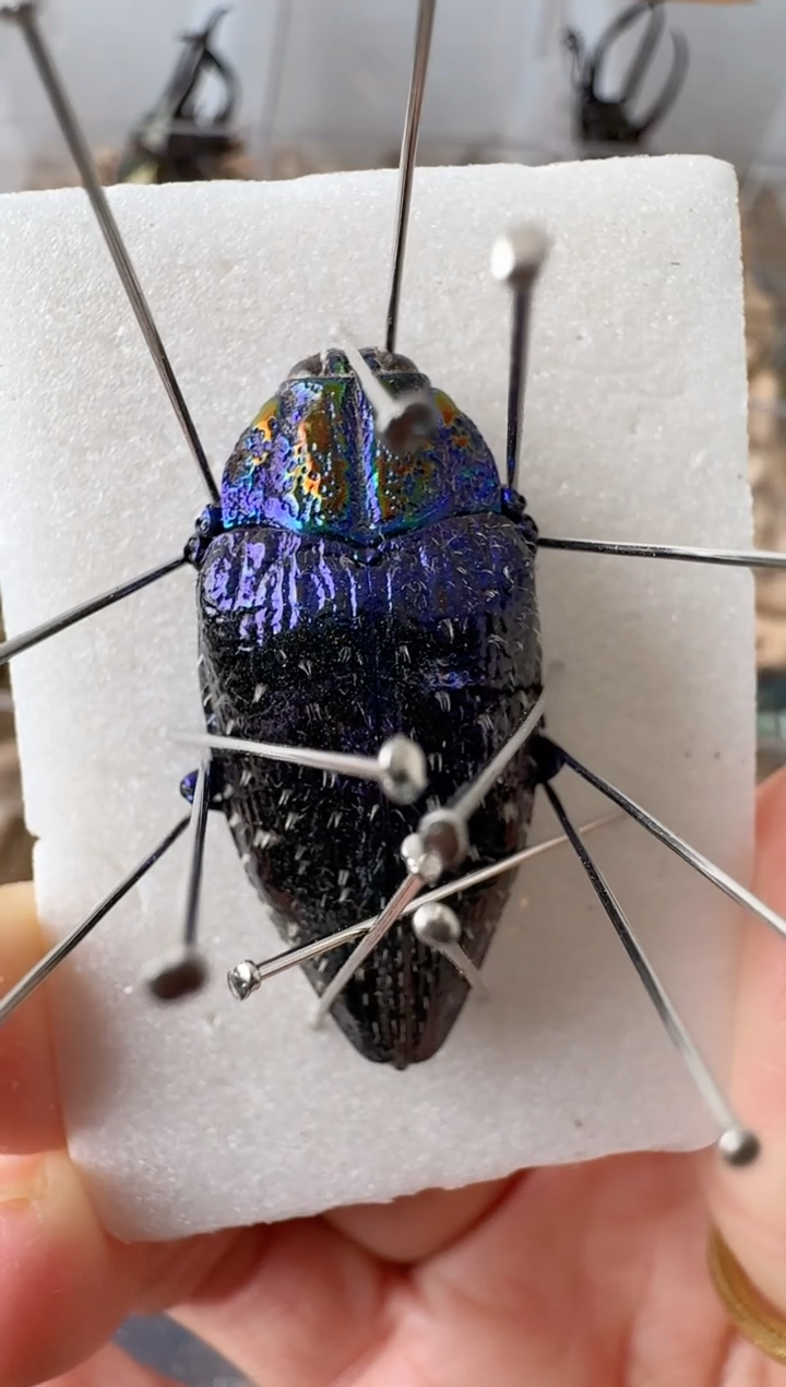 宝石吉丁 1只 38+