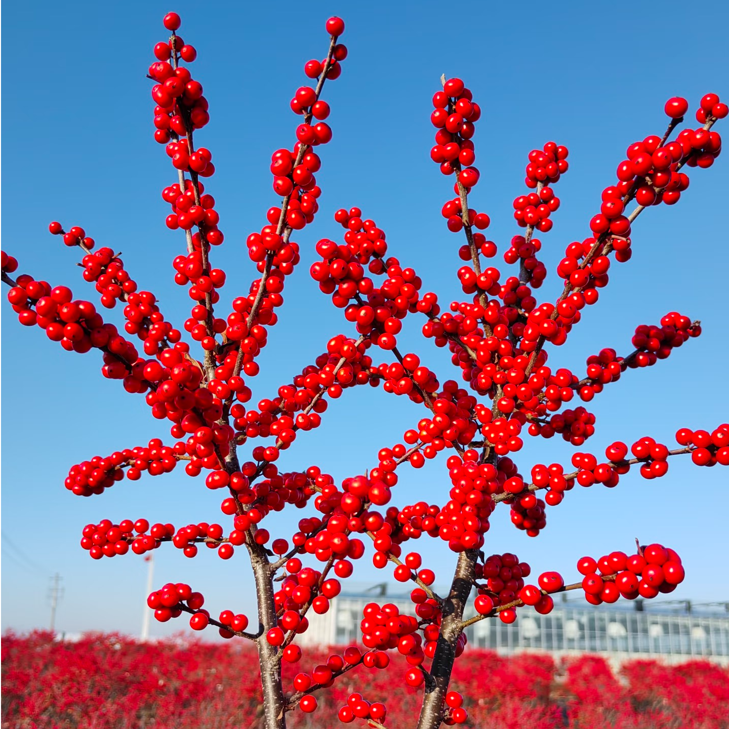 （睿睿单拍）AA级冬青 云南基地现采现发 一单也包邮