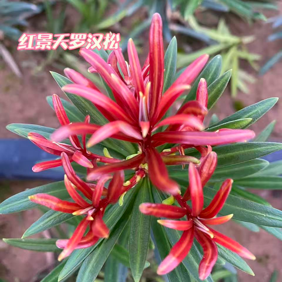 红芽罗汉松一物一拍，改价专用！！！