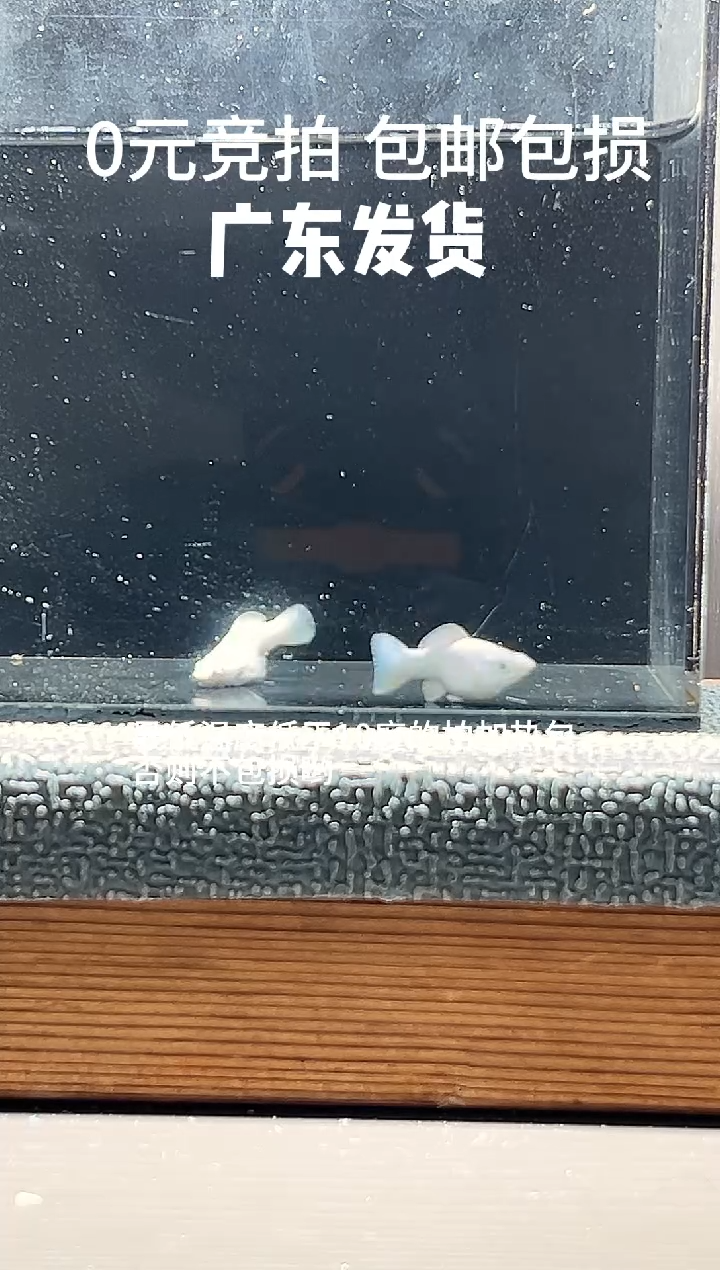 孔雀鱼瓷白元宝体一对