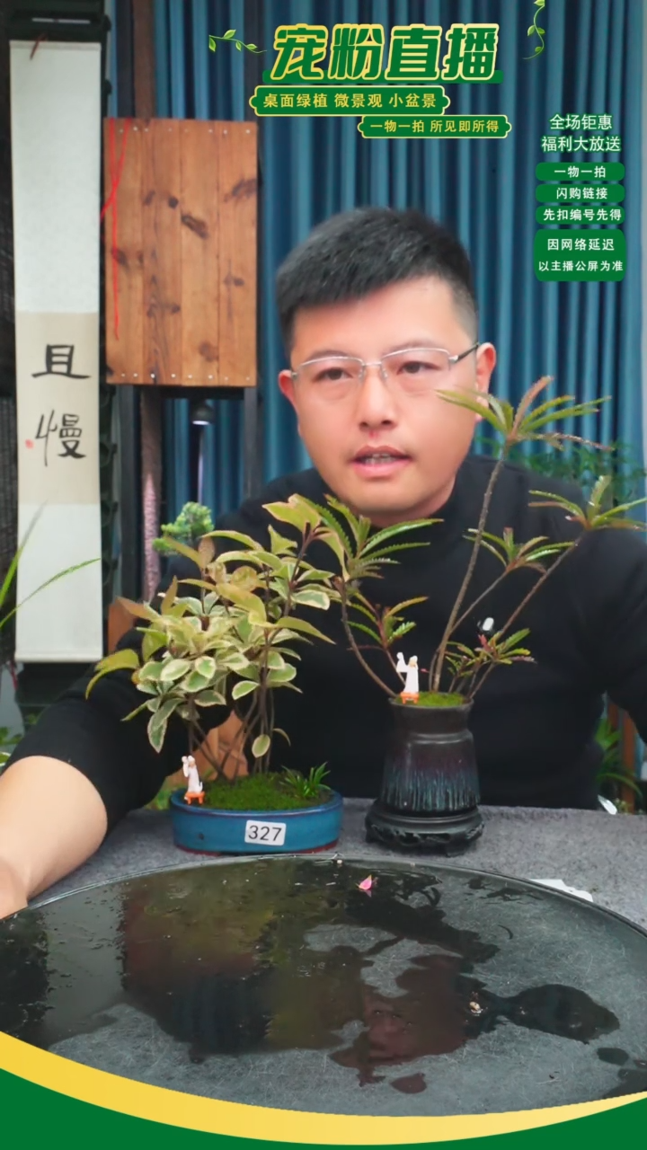 无花朵咖***道苔藓微景观327号