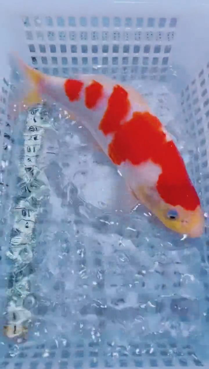 锦鲤血统锦鲤全场包邮134