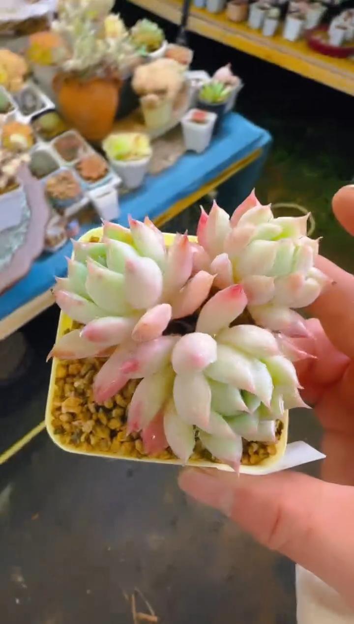 优—386—仙农（水蜜桃)