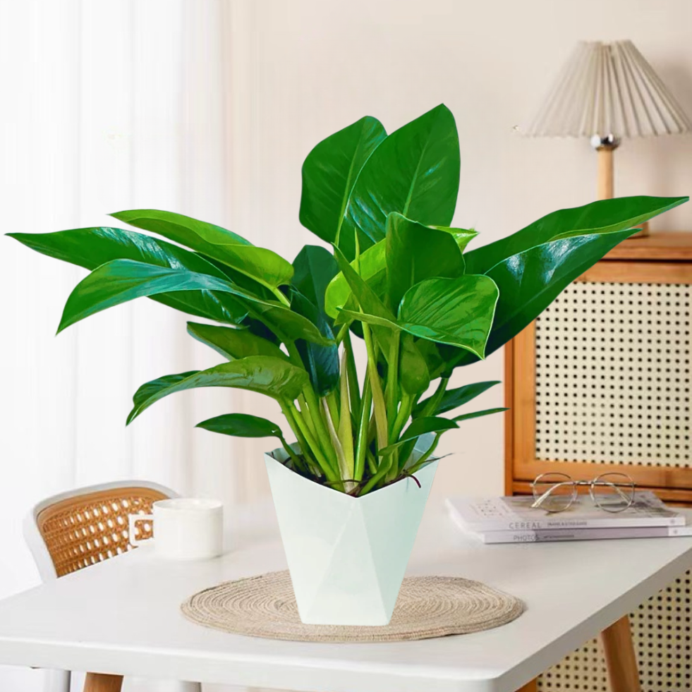 泰国大叶金钻蔓绿绒室内好养易活3株苗50-60公分绿植盆栽叶子长青