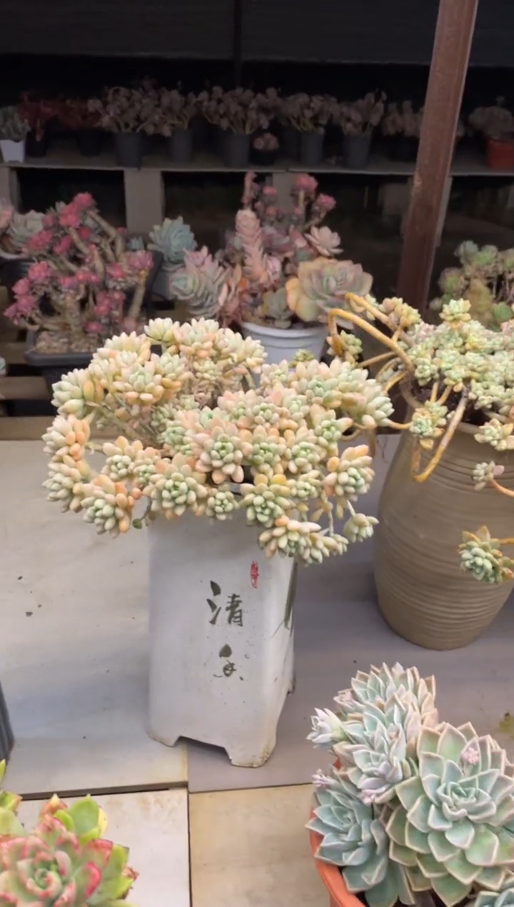 【闪购商品】119鱼子酱