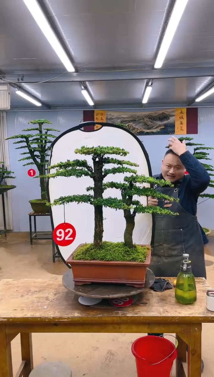 【闪购商品】精品盆景  一物一拍