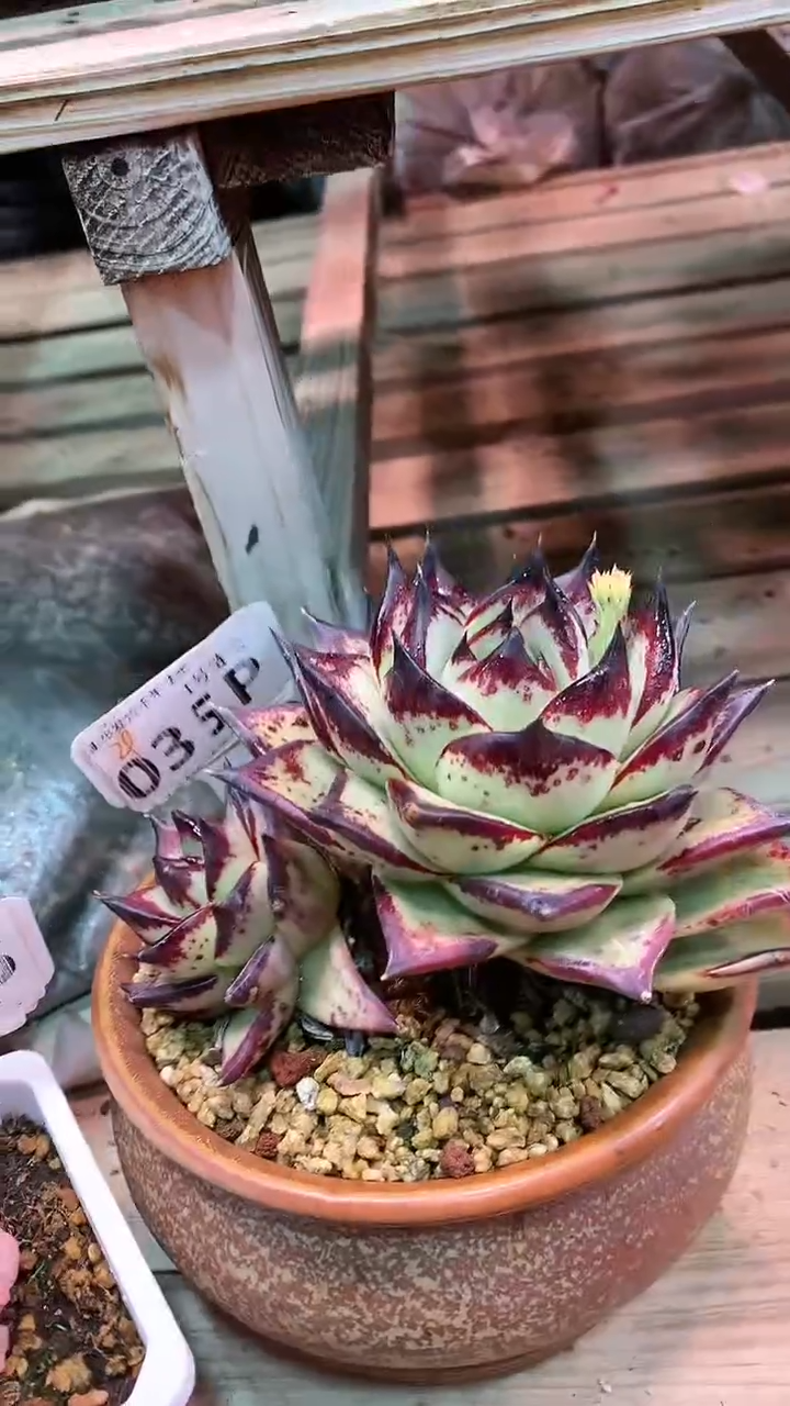 【闪购商品】035PPP