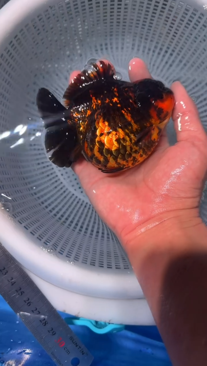 狮头鱼短尾将军狮，两条包邮，一条加拍包装费，未拍到付