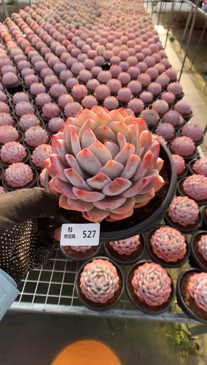 【闪购商品】527梦露一物一拍