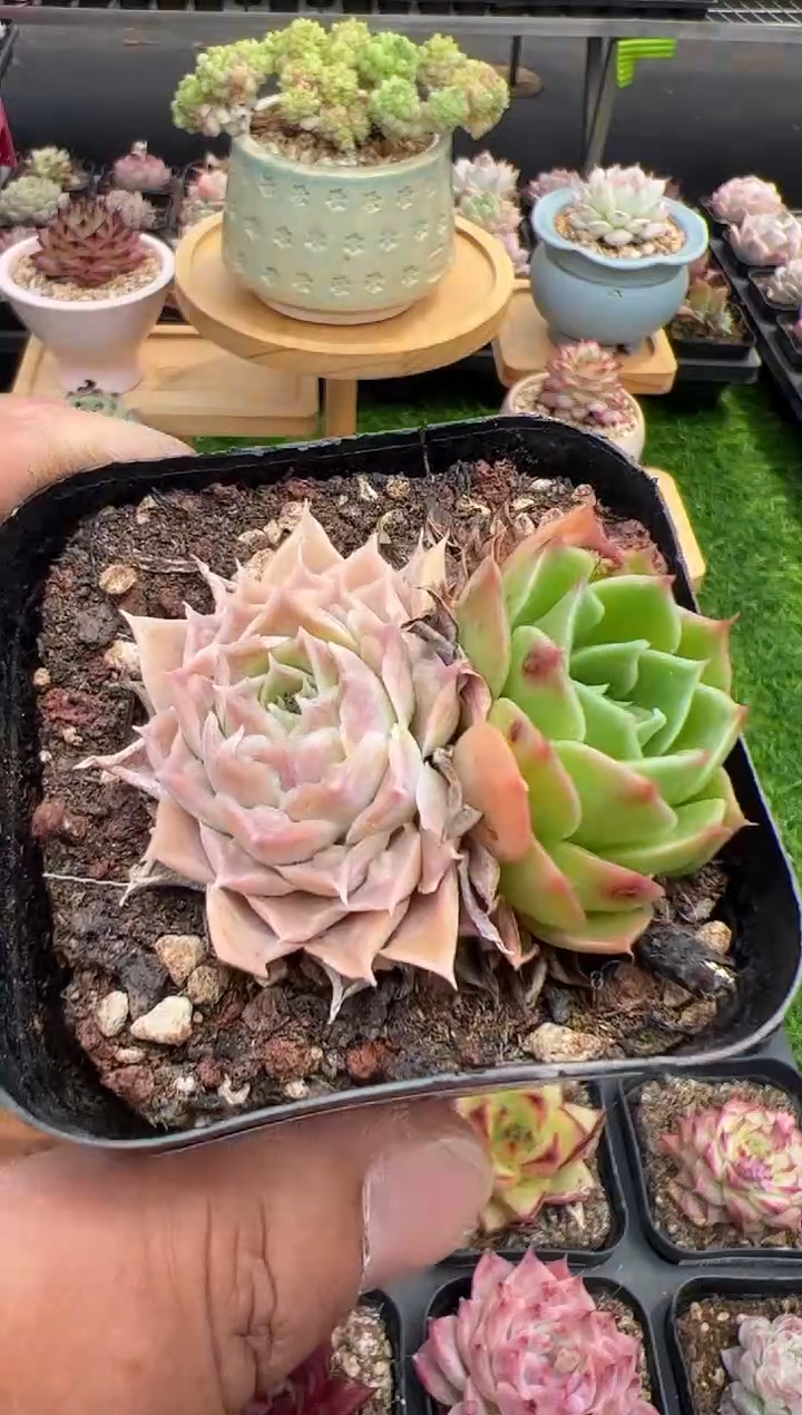 东云多肉园二店-157