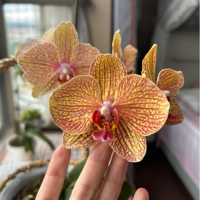 金阳光【黄金甲】3.0寸杯蝴蝶兰带花带花苞花期长 基地直发