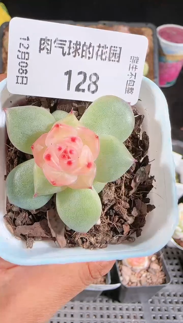 1208-128春桃多肉群生不包整