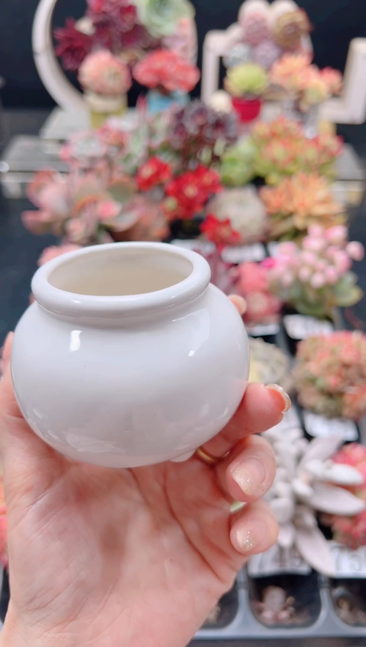 白瓷胖小乖盆，没洞（三单包邮，）