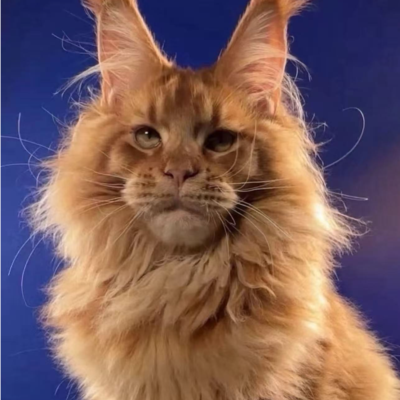 【B哥爱缅因猫】活体猫咪