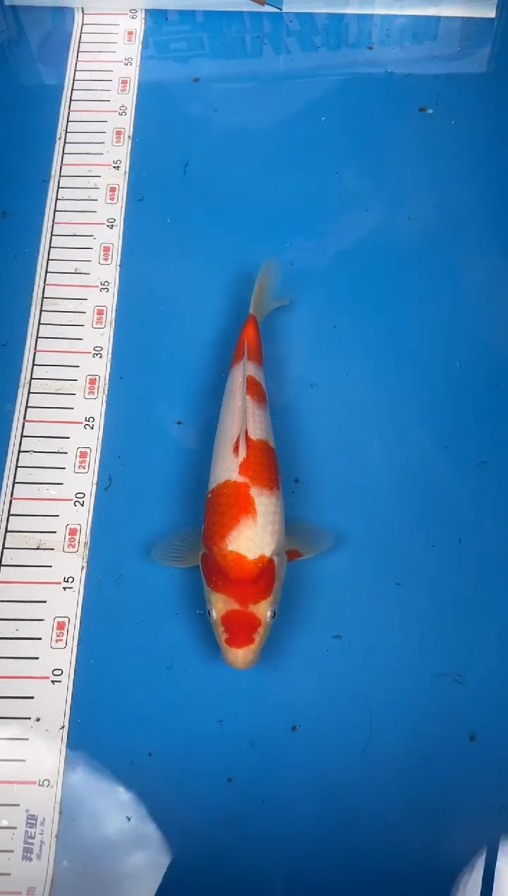 锦鲤G*28号锦鲤红白鱼 闪购