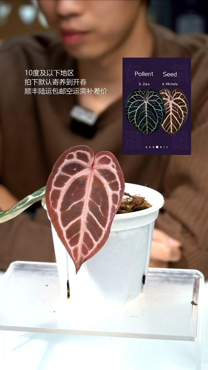 完全开放Zara*Michelle