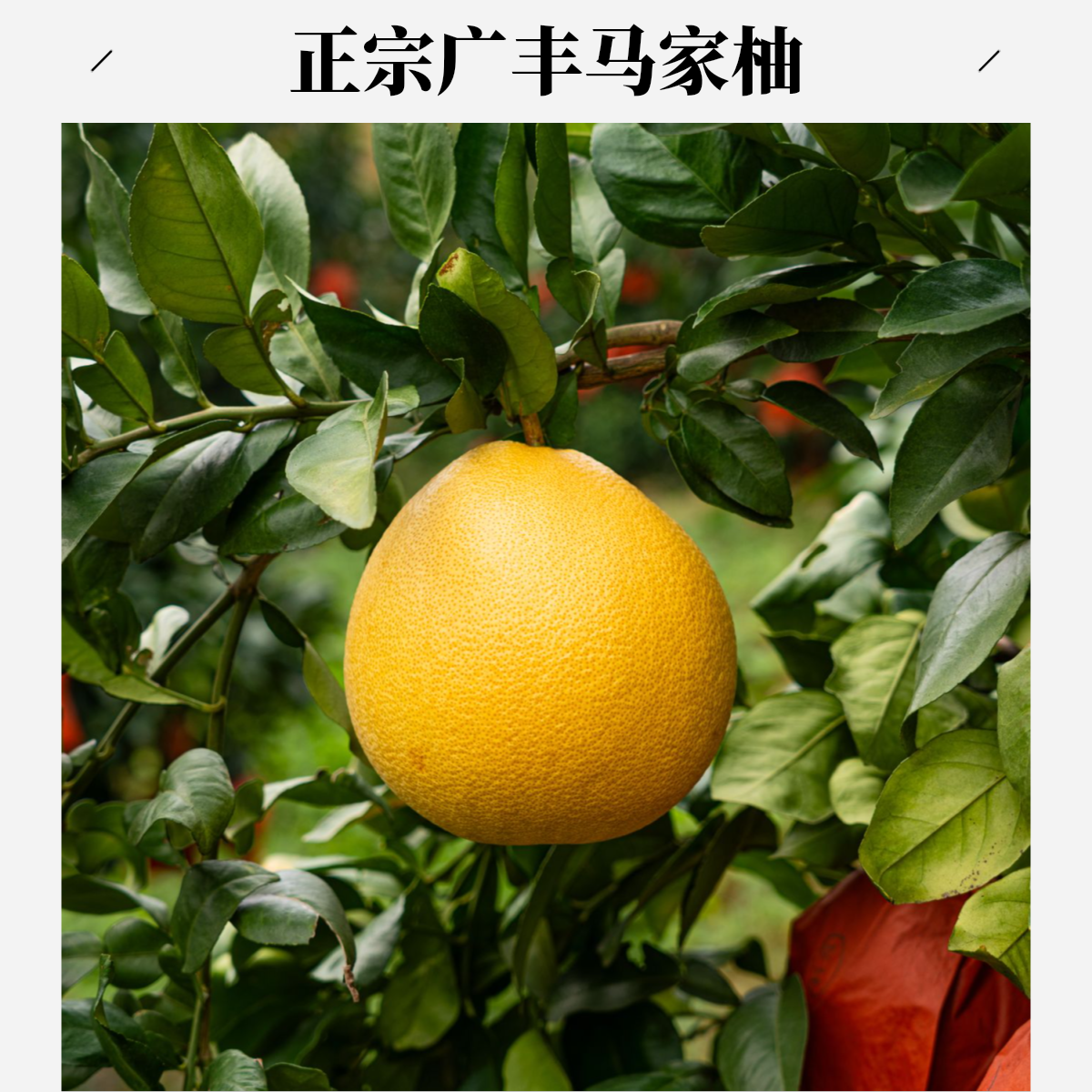 正宗广丰马家柚江西特产当季红心肉柚特级新鲜采摘肉厚多汁柚子