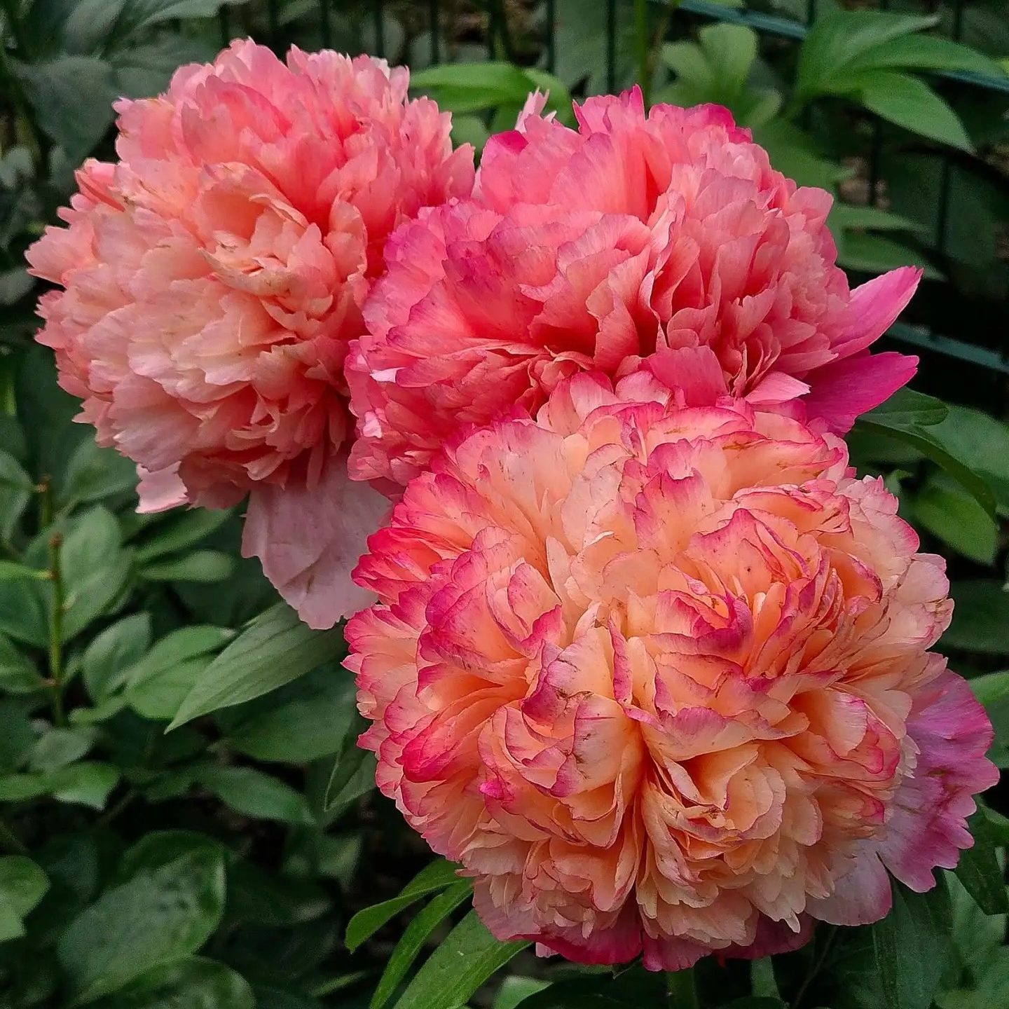 【中端进口芍药】莎莎牡丹 基地直发包对版