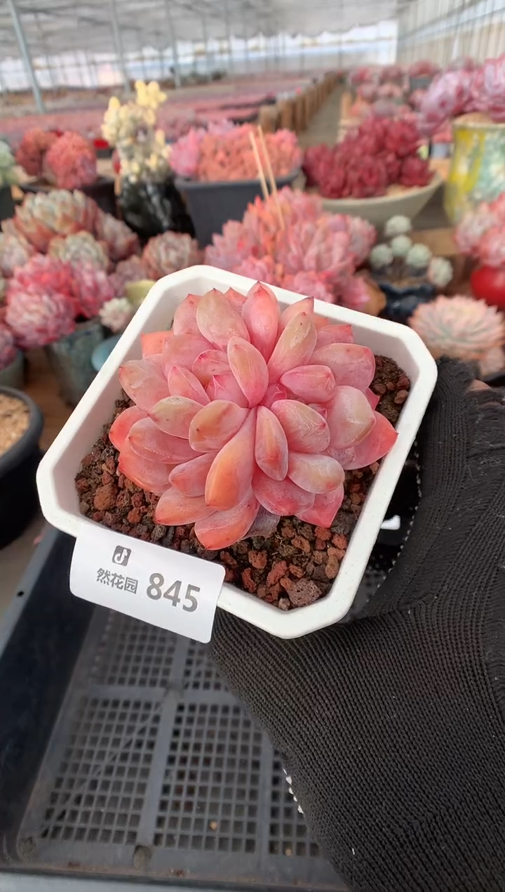 845雪天使多肉植物一物一拍