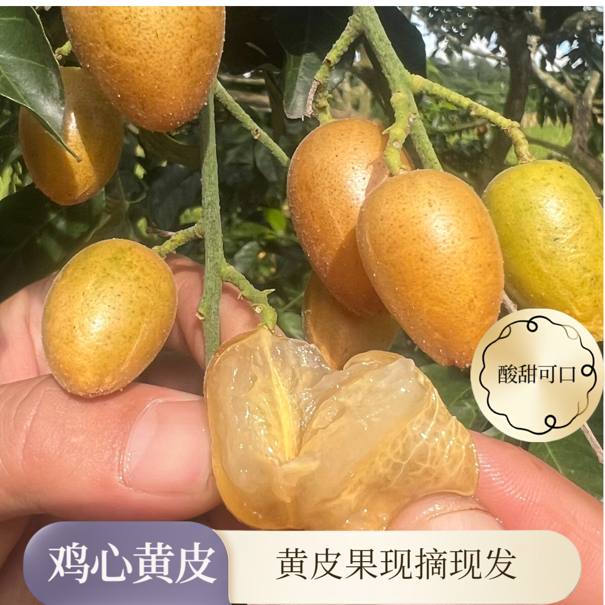 广东黄皮果鸡心黄皮现摘现发