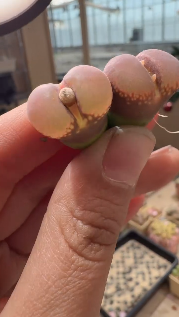 370多肉植物肉锥高端风铃一颗