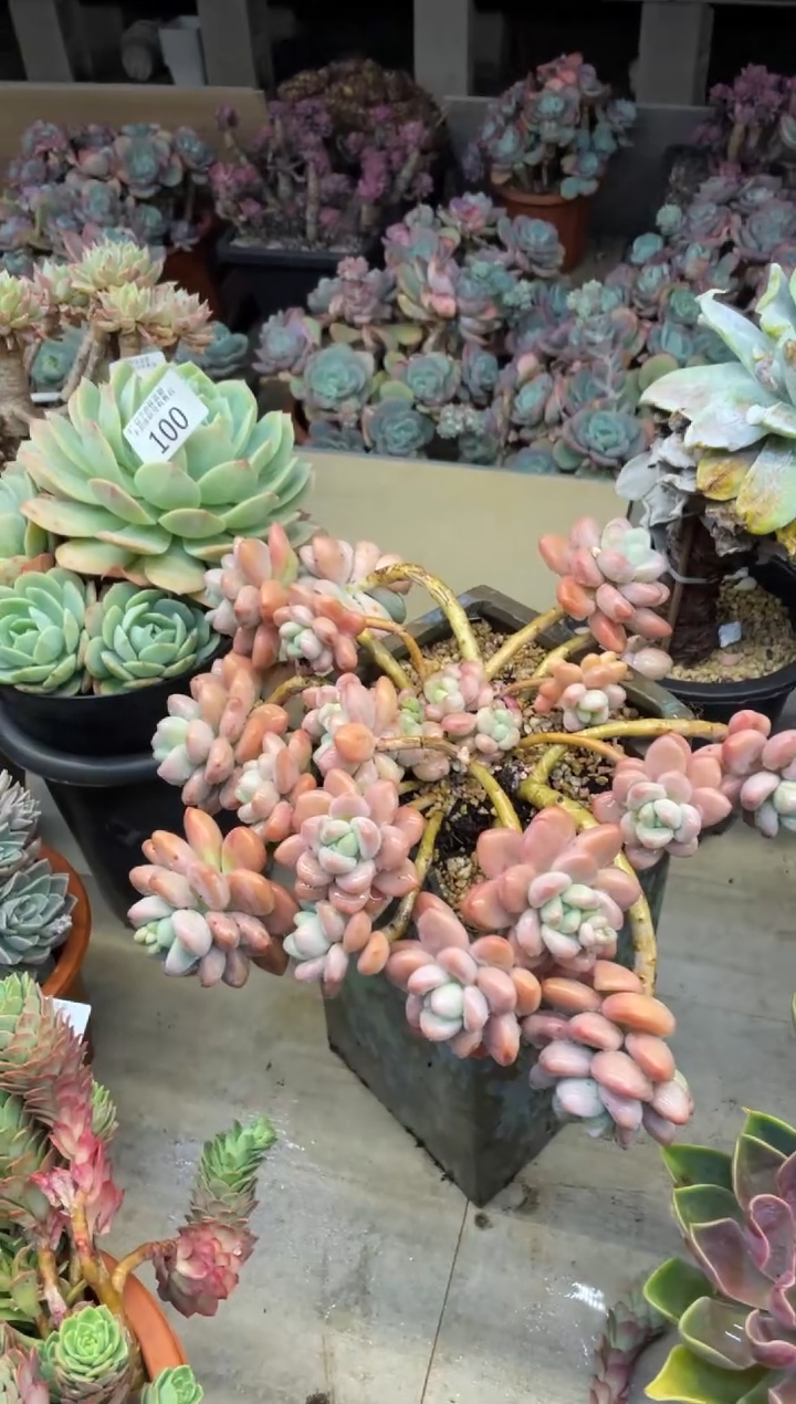 【闪购商品】100恋曲