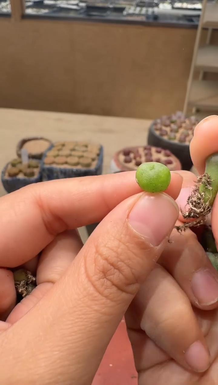 18-54多肉植物肉锥