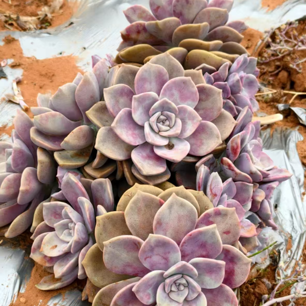 地栽紫乐 新手好养精品多肉绿植云南昆明发货 园艺种植多肉