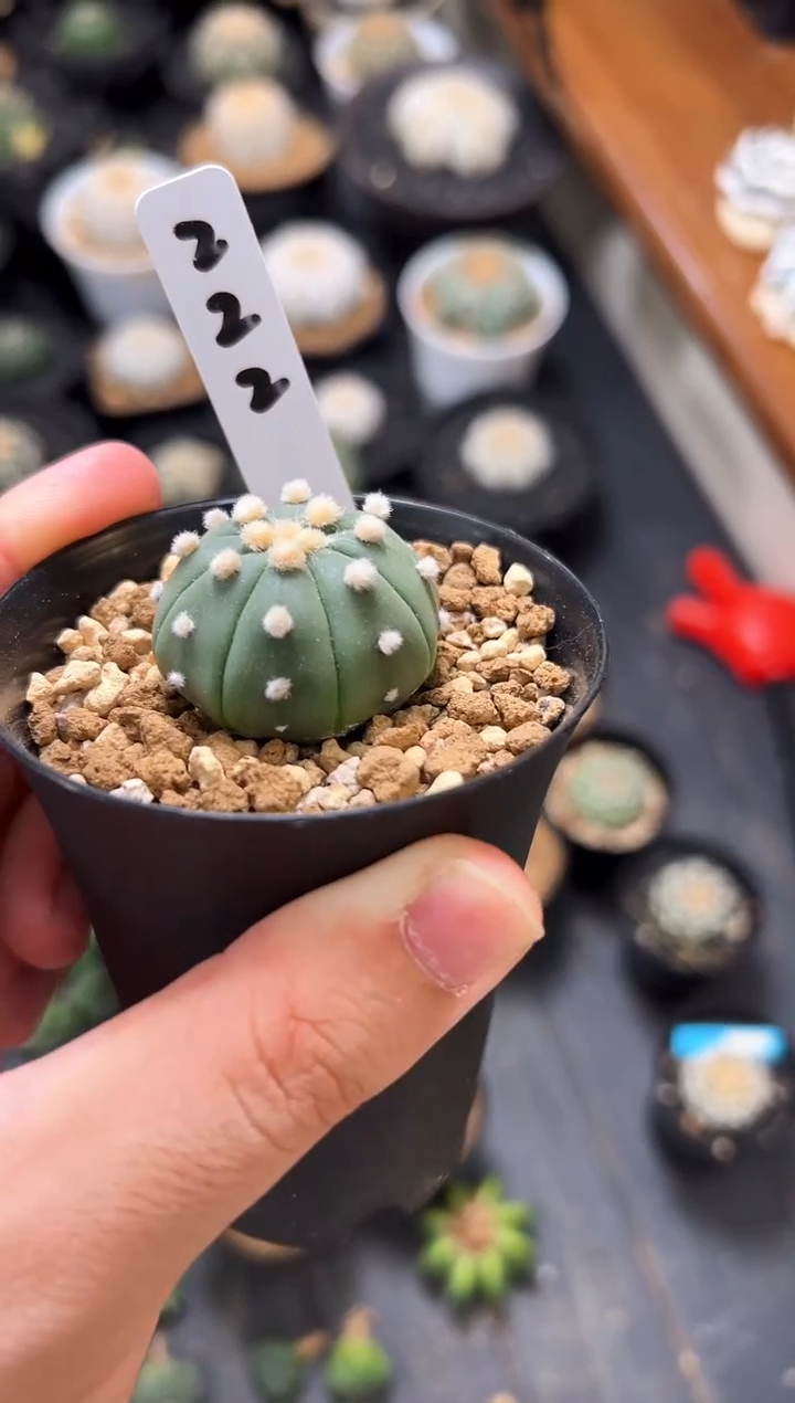 大油实生编码222