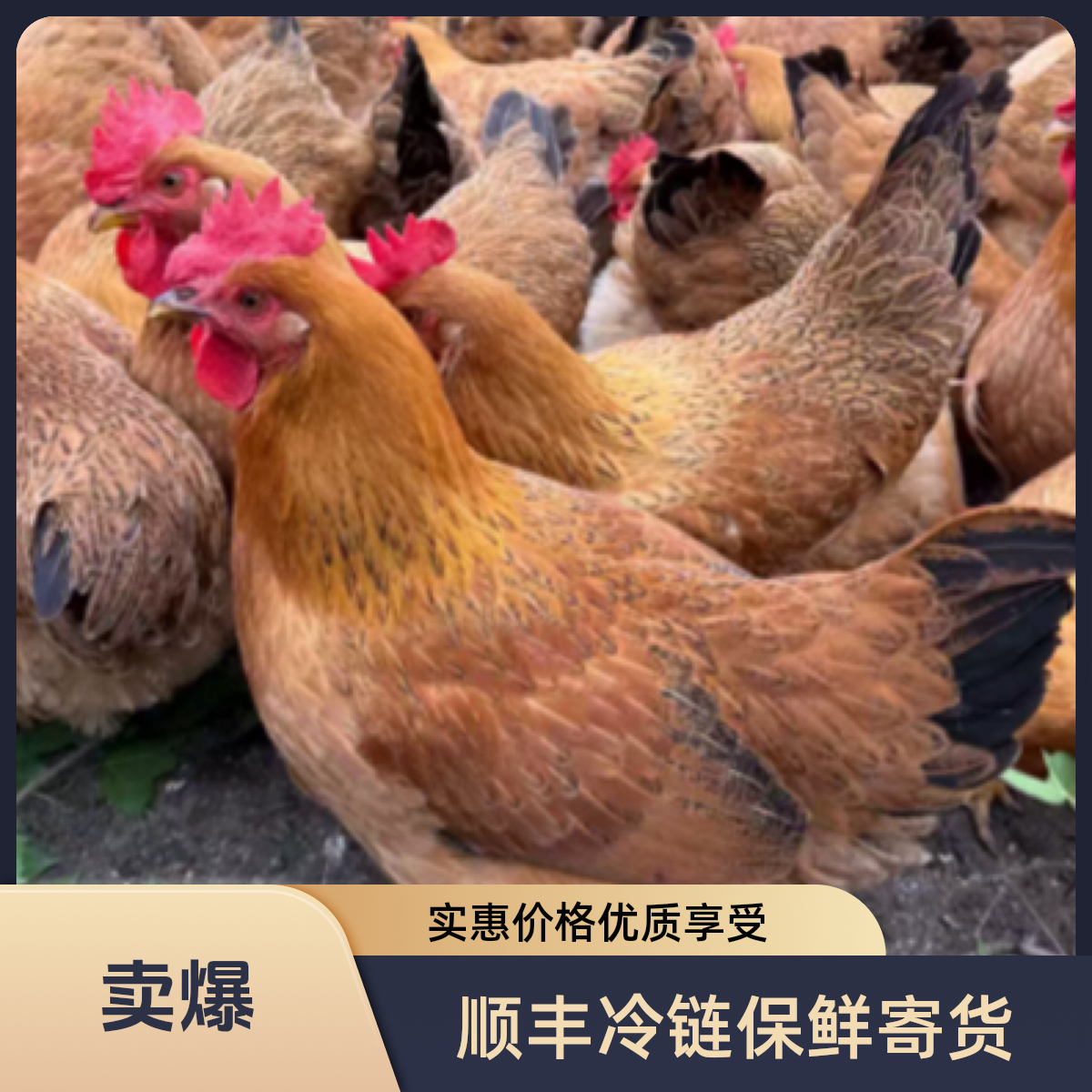 （两只装）清远散养土鸡三黄鸡专卖（山地放养）喂玉米五谷200天散养