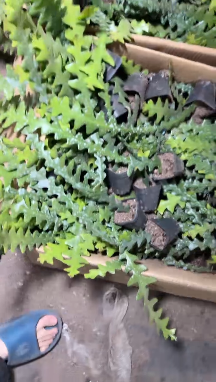 4颗 鱼骨令箭【带根】