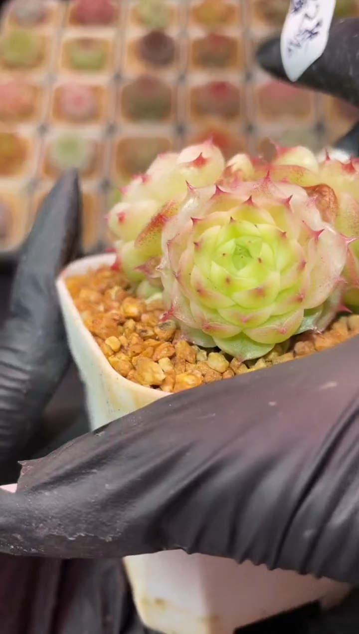 闪购122 梨花白多肉一颗