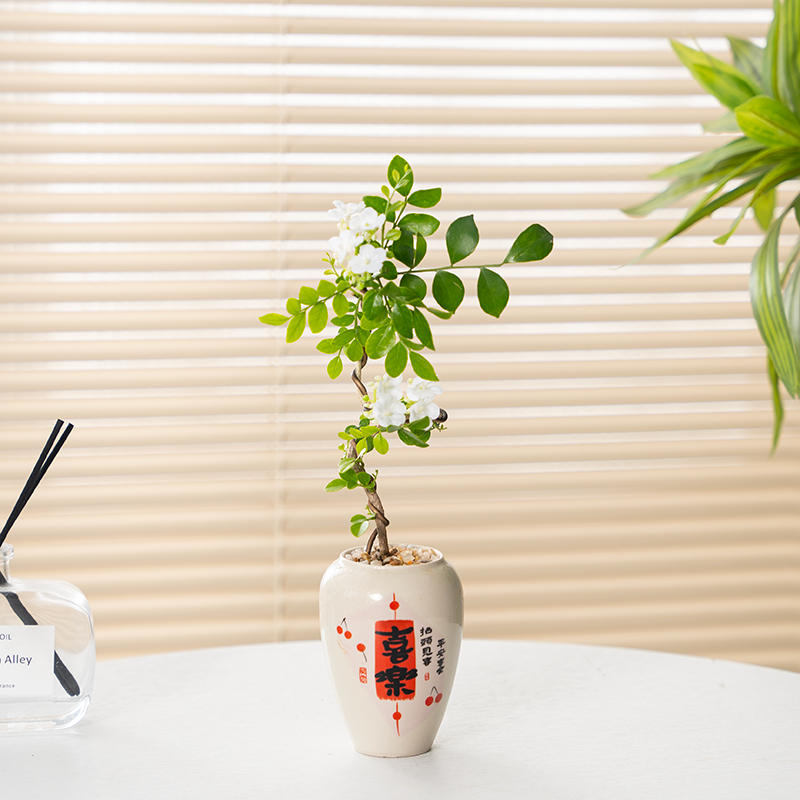 九里香喜乐小喜盆栽办公室内桌面绿植茶几摆件植物花卉