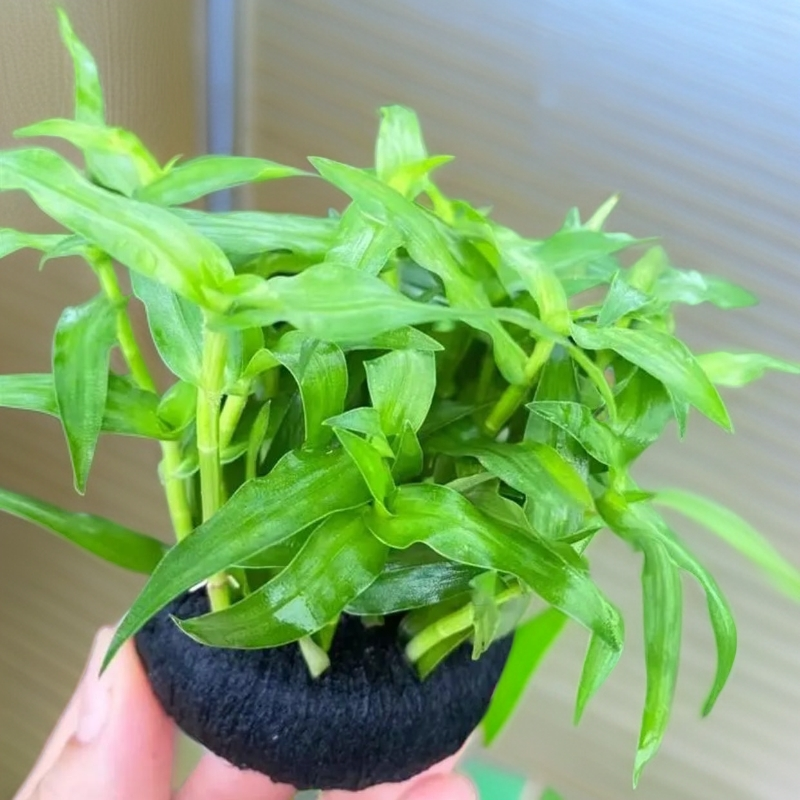 青竹大坨新手好养易活无需二氧化碳阴性水草免栽种活体鱼缸造景