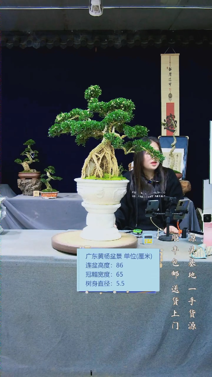 【闪购商品】黄杨盆景黄杨盆景