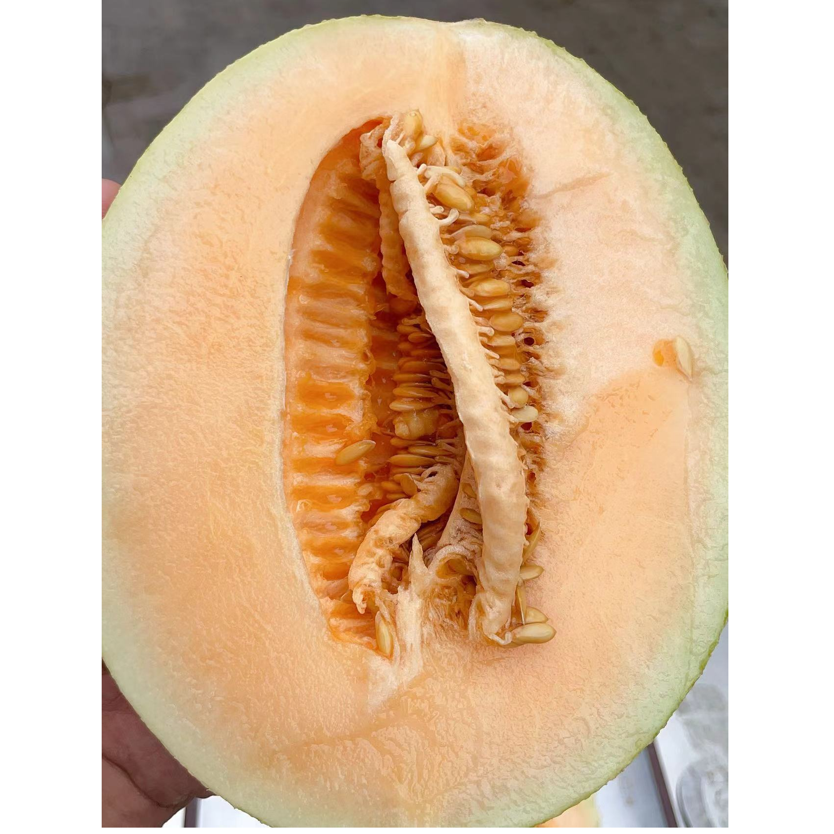 牛奶蜜瓜哈密瓜