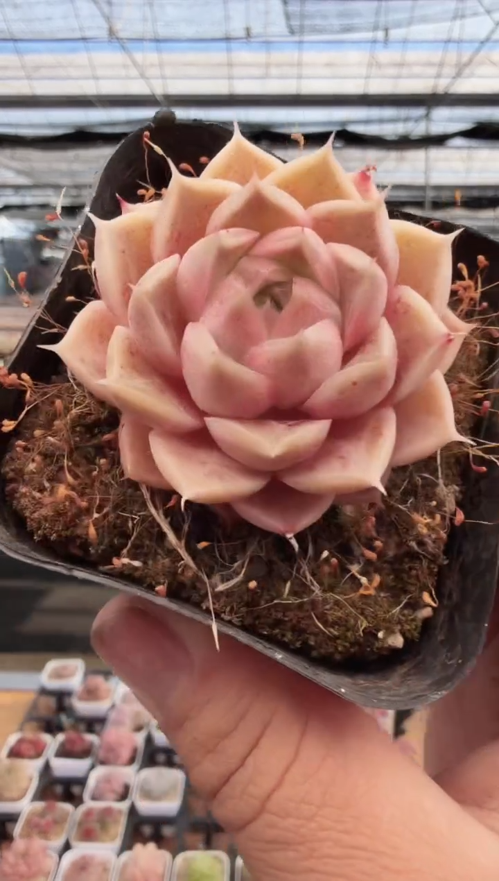 东云多肉园新款-222