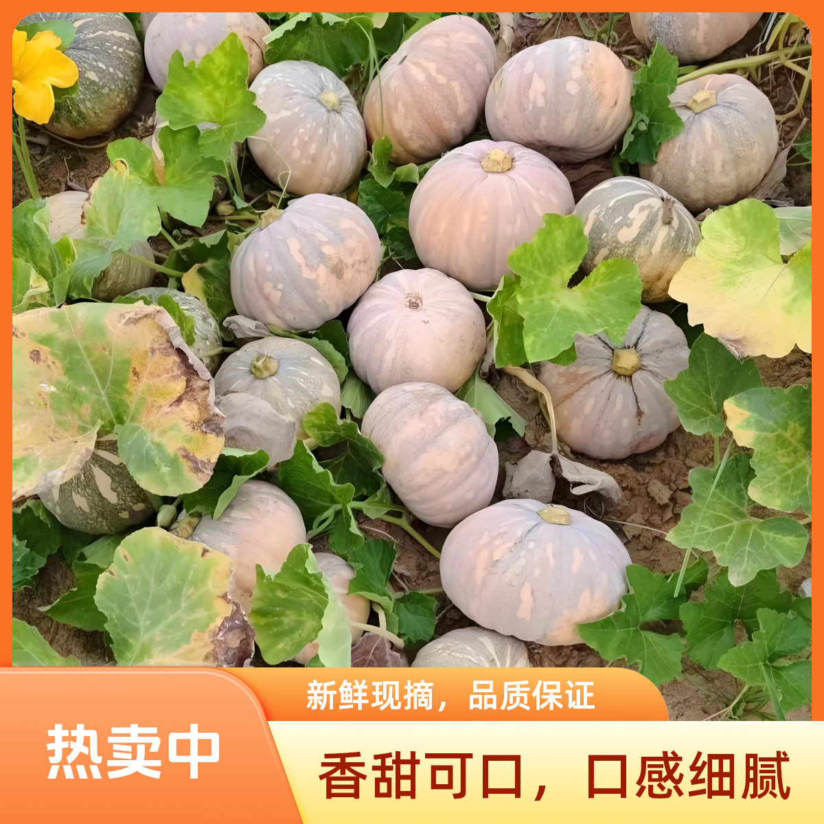（煮粥不用放糖）磨盘南瓜盘龙南瓜粉糯香甜宝宝辅食南瓜非贝贝南瓜