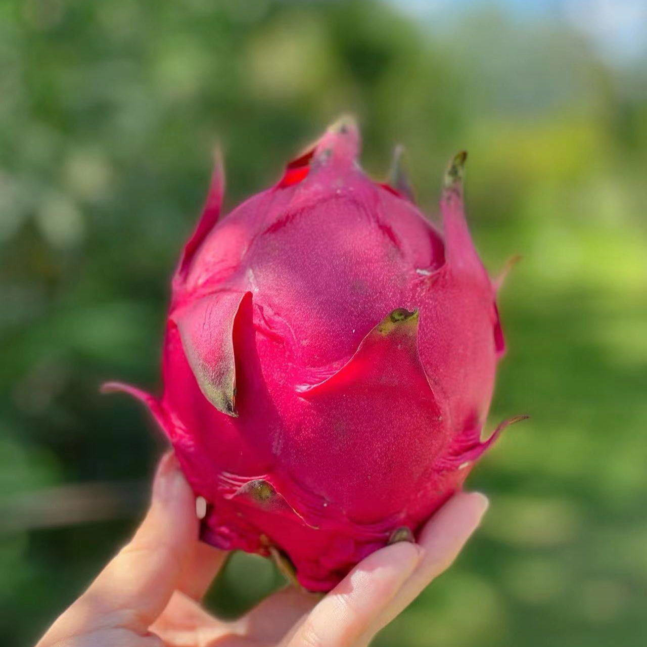 热卖-红心火龙果-5个