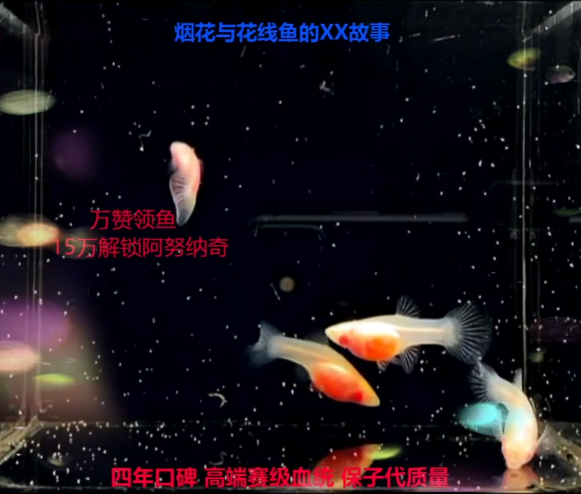 孔雀鱼?***梦新幻彩2对加备损福利