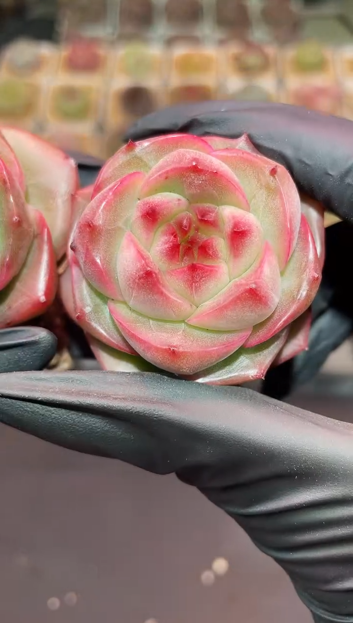 闪购883 逐月多肉一颗  4厘米