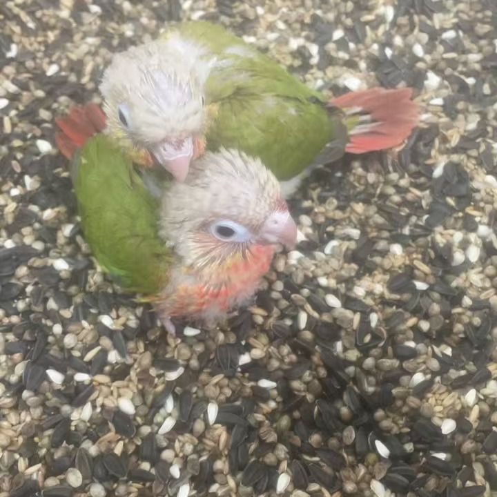 鹦鹉雏鸟一物一拍