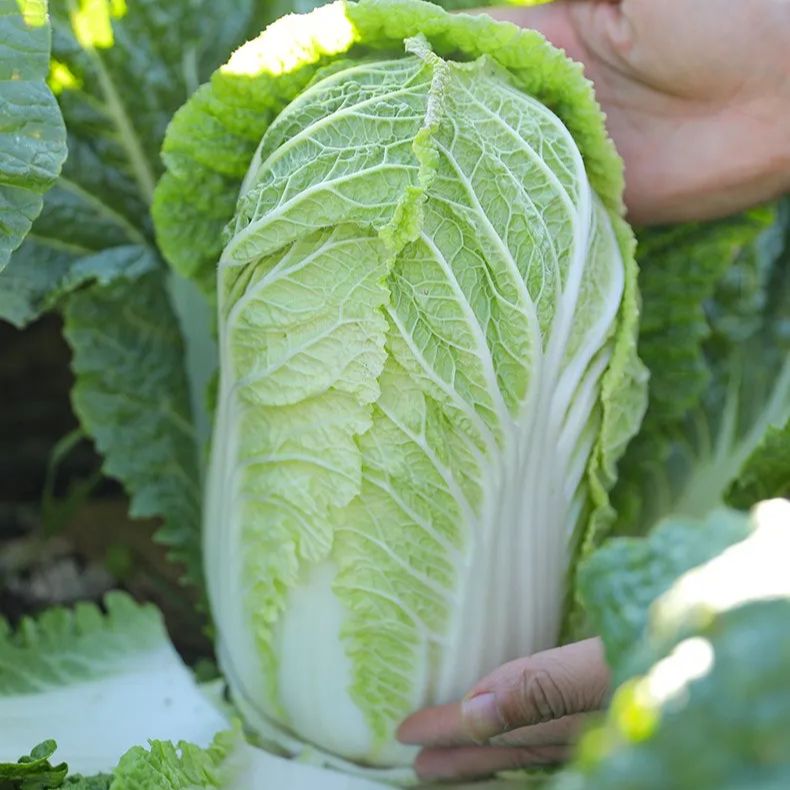 【全店满5元包邮】秋白70大白菜种子