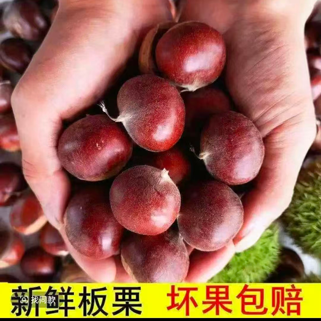 【买三斤送两斤】现摘现发板栗香糯可口送栗爪 